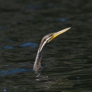 Anhinga novaehollandiae at Wallum - 12 Mar 2024 05:18 PM