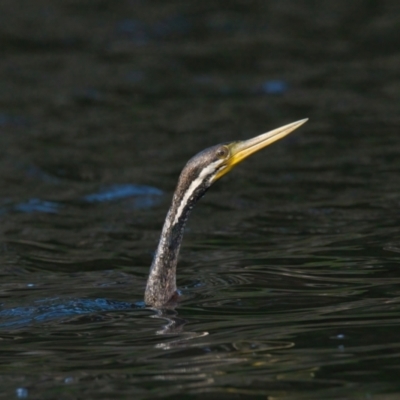 Anhinga novaehollandiae (Australasian Darter) at Brunswick Heads, NSW - 12 Mar 2024 by macmad