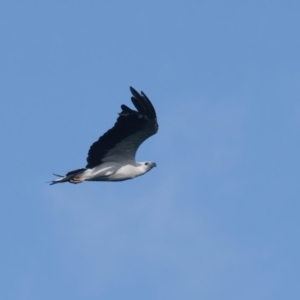 Haliaeetus leucogaster (White-bellied Sea-Eagle) at Brunswick Heads, NSW by macmad