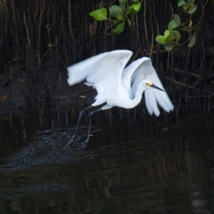 Egretta garzetta at Brunswick Heads, NSW - 12 Mar 2024 06:25 PM