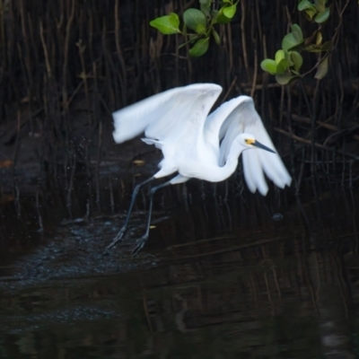 Egretta garzetta (Little Egret) at Brunswick Heads, NSW - 12 Mar 2024 by macmad