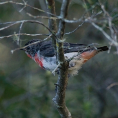 Dicaeum hirundinaceum (Mistletoebird) at Brunswick Heads, NSW - 13 Mar 2024 by macmad