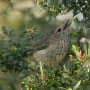 Acanthiza pusilla at Brunswick Heads, NSW - 13 Mar 2024