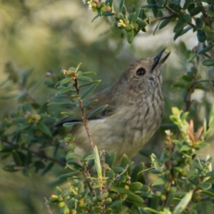Acanthiza pusilla (Brown Thornbill) at Brunswick Heads, NSW by macmad