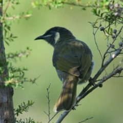 Meliphaga lewinii (Lewin's Honeyeater) at Wallum - 14 Mar 2024 by macmad