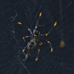 Nephila plumipes (Humped golden orb-weaver) at Brunswick Heads, NSW - 14 Mar 2024 by macmad