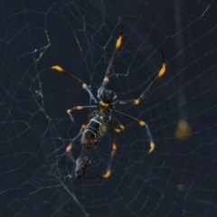 Trichonephila plumipes (Humped golden orb weaver) at Brunswick Heads, NSW - 15 Mar 2024 by macmad