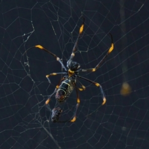 Nephila plumipes at Brunswick Heads, NSW - 15 Mar 2024 08:53 AM