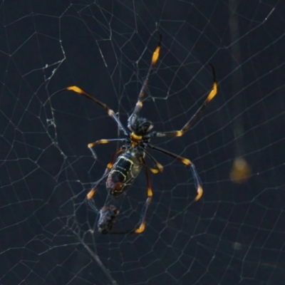 Trichonephila plumipes (Humped golden orb weaver) at Brunswick Heads, NSW - 15 Mar 2024 by macmad