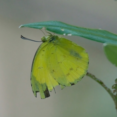 Eurema sp. (Genus) (Grass Yellow Butterflies) at Wallum - 15 Mar 2024 by macmad