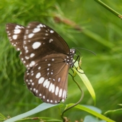 Euploea corinna (Common Crow Butterfly, Oleander Butterfly) at Wallum - 16 Mar 2024 by macmad