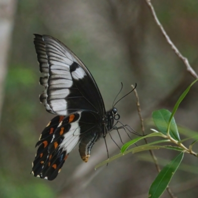 Papilio aegeus (Orchard Swallowtail, Large Citrus Butterfly) at Wallum - 16 Mar 2024 by macmad