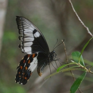 Unidentified Butterfly (Lepidoptera, Rhopalocera) at Brunswick Heads, NSW by macmad