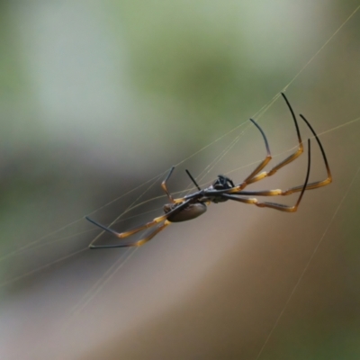Nephila plumipes (Humped golden orb-weaver) at Brunswick Heads, NSW - 16 Mar 2024 by macmad