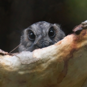 Aegotheles cristatus (Australian Owlet-nightjar) at suppressed by macmad