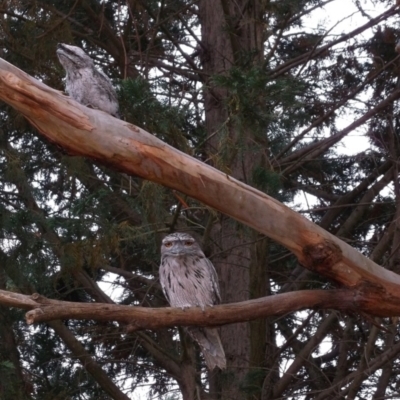 Podargus strigoides (Tawny Frogmouth) at Freshwater Creek, VIC - 20 Nov 2023 by WendyEM