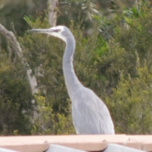 Egretta novaehollandiae at WendyM's farm at Freshwater Ck. - 26 Nov 2023