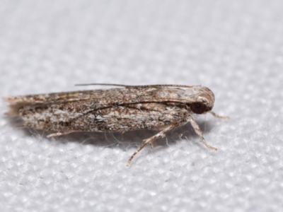 Ardozyga amblopis (A Gelechiod moth (Gelechiidae)) at QPRC LGA - 25 Apr 2024 by DianneClarke