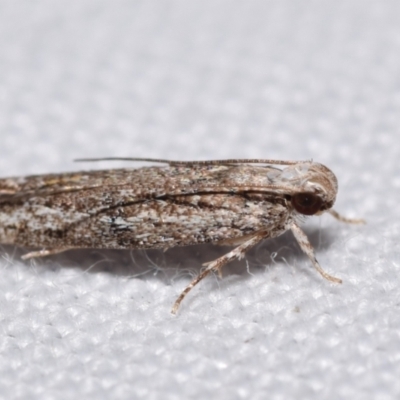 Ardozyga amblopis (A Gelechiod moth (Gelechiidae)) at suppressed - 25 Apr 2024 by DianneClarke