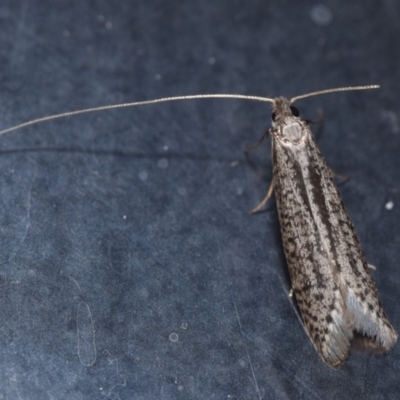 Ceromitia leptosticta (A Fairy moth) at Jerrabomberra, NSW - 25 Apr 2024 by DianneClarke