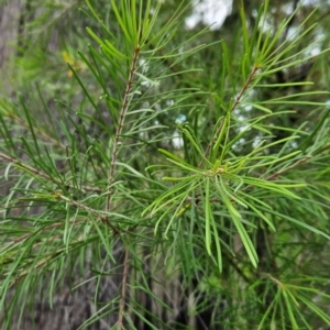 Persoonia linearis (Narrow-leaved Geebung) at South Wolumla, NSW by BethanyDunne