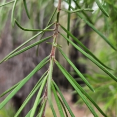 Persoonia linearis at South Wolumla, NSW - 25 Apr 2024