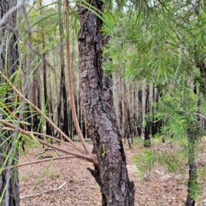 Persoonia linearis at South Wolumla, NSW - 25 Apr 2024