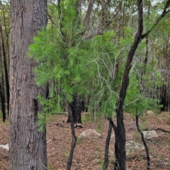 Persoonia linearis at South Wolumla, NSW - suppressed