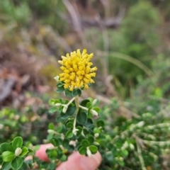 Ozothamnus obcordatus (Grey Everlasting) at South Wolumla, NSW - 25 Apr 2024 by BethanyDunne