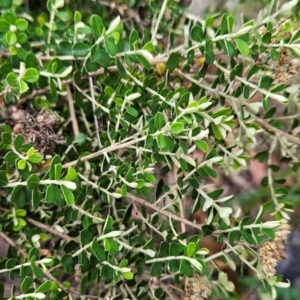 Ozothamnus obcordatus at Yurammie State Conservation Area - 25 Apr 2024