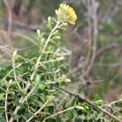 Ozothamnus obcordatus at Yurammie State Conservation Area - 25 Apr 2024