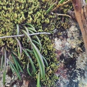 Dockrillia striolata at Yurammie State Conservation Area - 25 Apr 2024