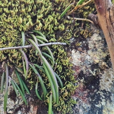 Dockrillia striolata (Streaked Rock Orchid) at South Wolumla, NSW - 25 Apr 2024 by BethanyDunne