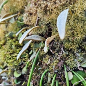 Dockrillia striolata at Yurammie State Conservation Area - 25 Apr 2024