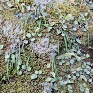 Dockrillia striolata at Yurammie State Conservation Area - suppressed