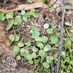 Pyrrosia rupestris (Rock Felt Fern) at South Wolumla, NSW - 25 Apr 2024 by BethanyDunne