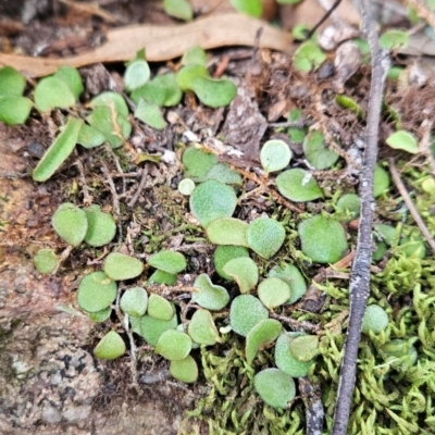 Pyrrosia rupestris (Rock Felt Fern) at South Wolumla, NSW - 25 Apr 2024 by BethanyDunne