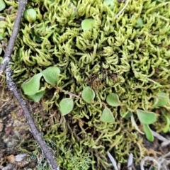 Pyrrosia rupestris at Yurammie State Conservation Area - 25 Apr 2024