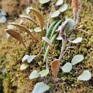 Pyrrosia rupestris at Yurammie State Conservation Area - 25 Apr 2024