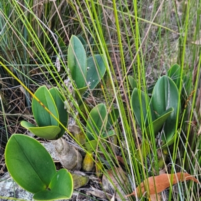 Dendrobium speciosum (Rock Lily) at Yurammie State Conservation Area - 25 Apr 2024 by BethanyDunne