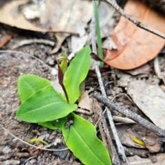 Chiloglottis sp. (A Bird/Wasp Orchid) at Yurammie State Conservation Area - 25 Apr 2024 by BethanyDunne