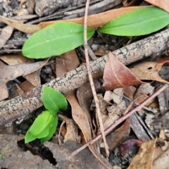 Chiloglottis sp. at Yurammie State Conservation Area - suppressed