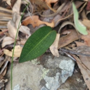 Cryptostylis sp. at Yurammie State Conservation Area - suppressed