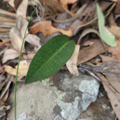 Cryptostylis sp. at Yellow Pinch, NSW - 25 Apr 2024 by BethanyDunne