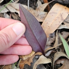 Cryptostylis sp. at Yurammie State Conservation Area - suppressed