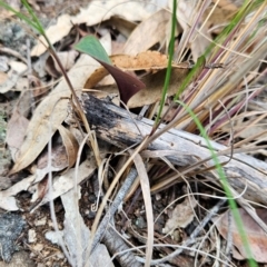 Cryptostylis sp. at Yurammie State Conservation Area - suppressed