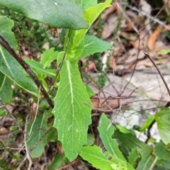 Lordhowea velleioides (Forest Groundsel) at Yurammie State Conservation Area - 25 Apr 2024 by BethanyDunne