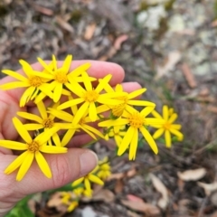 Lordhowea velleioides (Forest Groundsel) at Yurammie State Conservation Area - 25 Apr 2024 by BethanyDunne