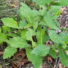 Lordhowea velleioides at Yurammie State Conservation Area - 25 Apr 2024