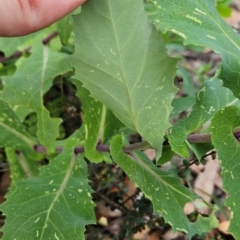 Lordhowea velleioides at Yurammie State Conservation Area - 25 Apr 2024